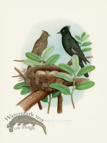 Thomas Gentry Bird 28